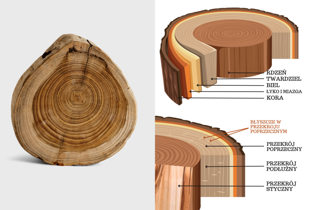 naturalne drewno budowa